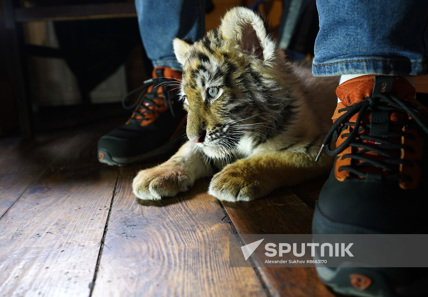 Russia DPR Zoo Tiger Cubs