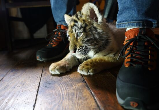 Russia DPR Zoo Tiger Cubs