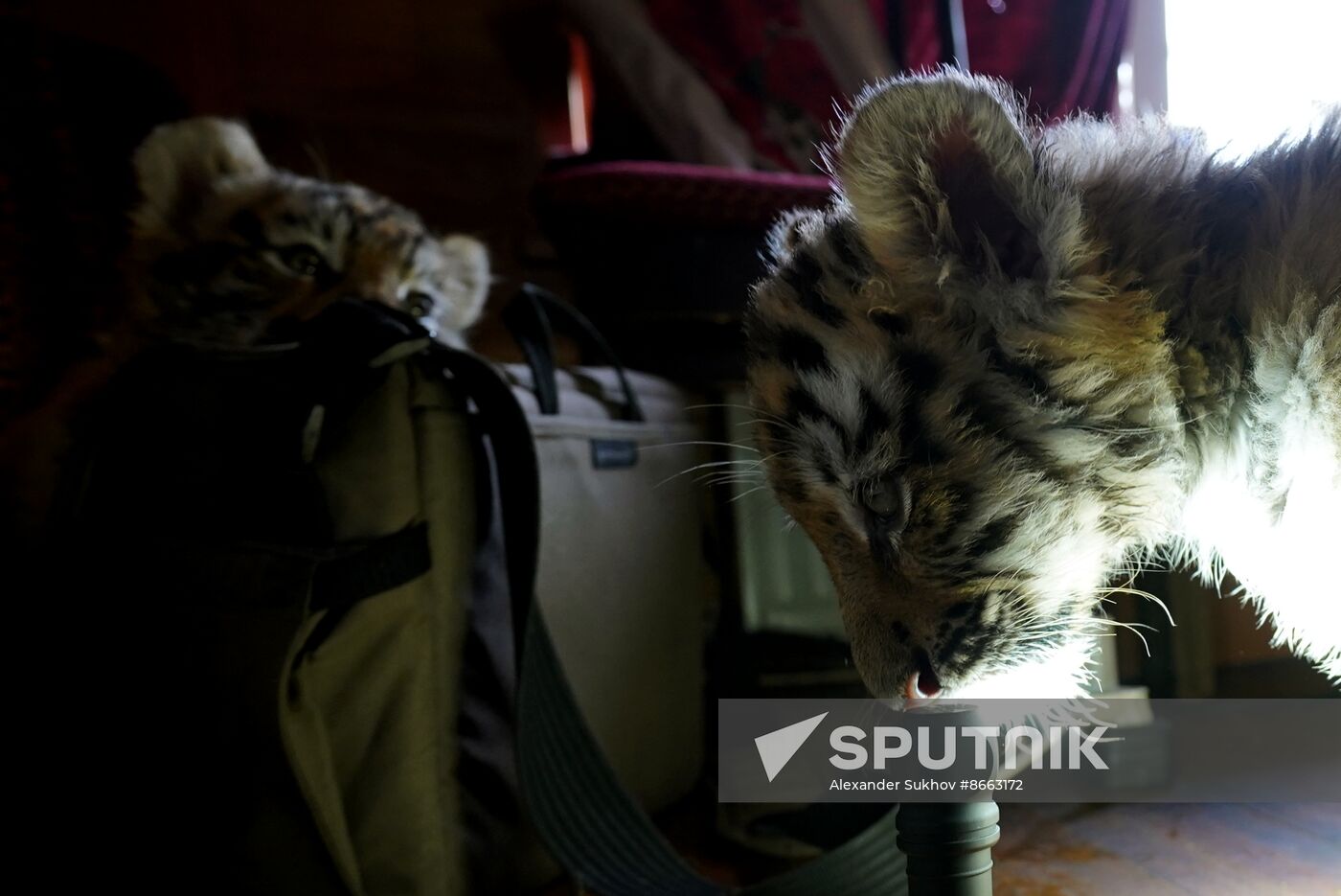 Russia DPR Zoo Tiger Cubs