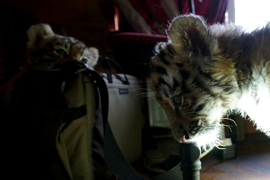 Russia DPR Zoo Tiger Cubs