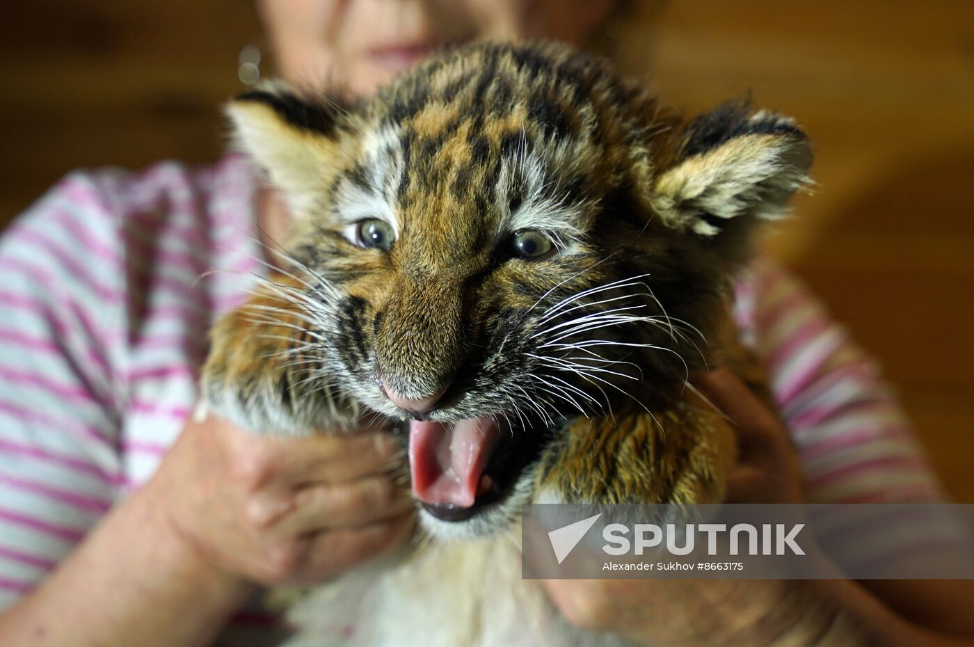 Russia DPR Zoo Tiger Cubs