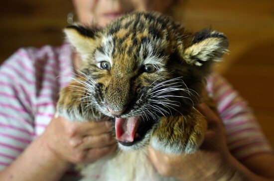 Russia DPR Zoo Tiger Cubs