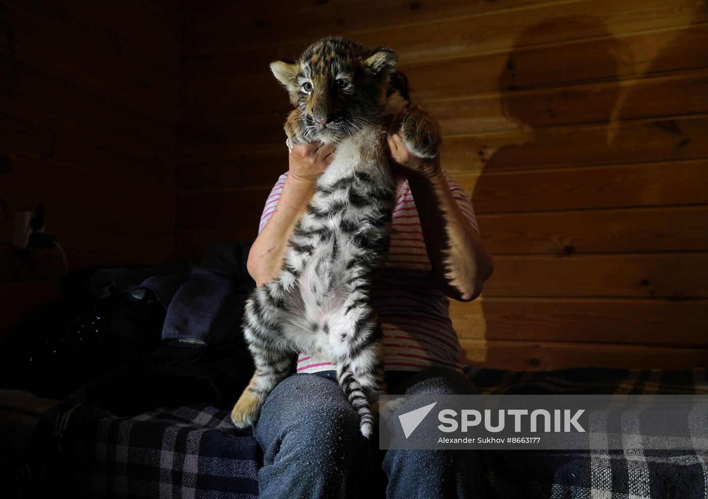 Russia DPR Zoo Tiger Cubs