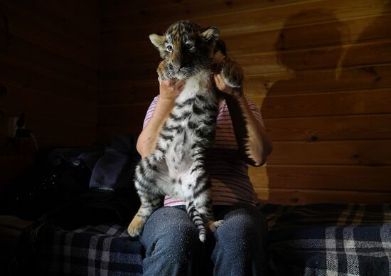 Russia DPR Zoo Tiger Cubs