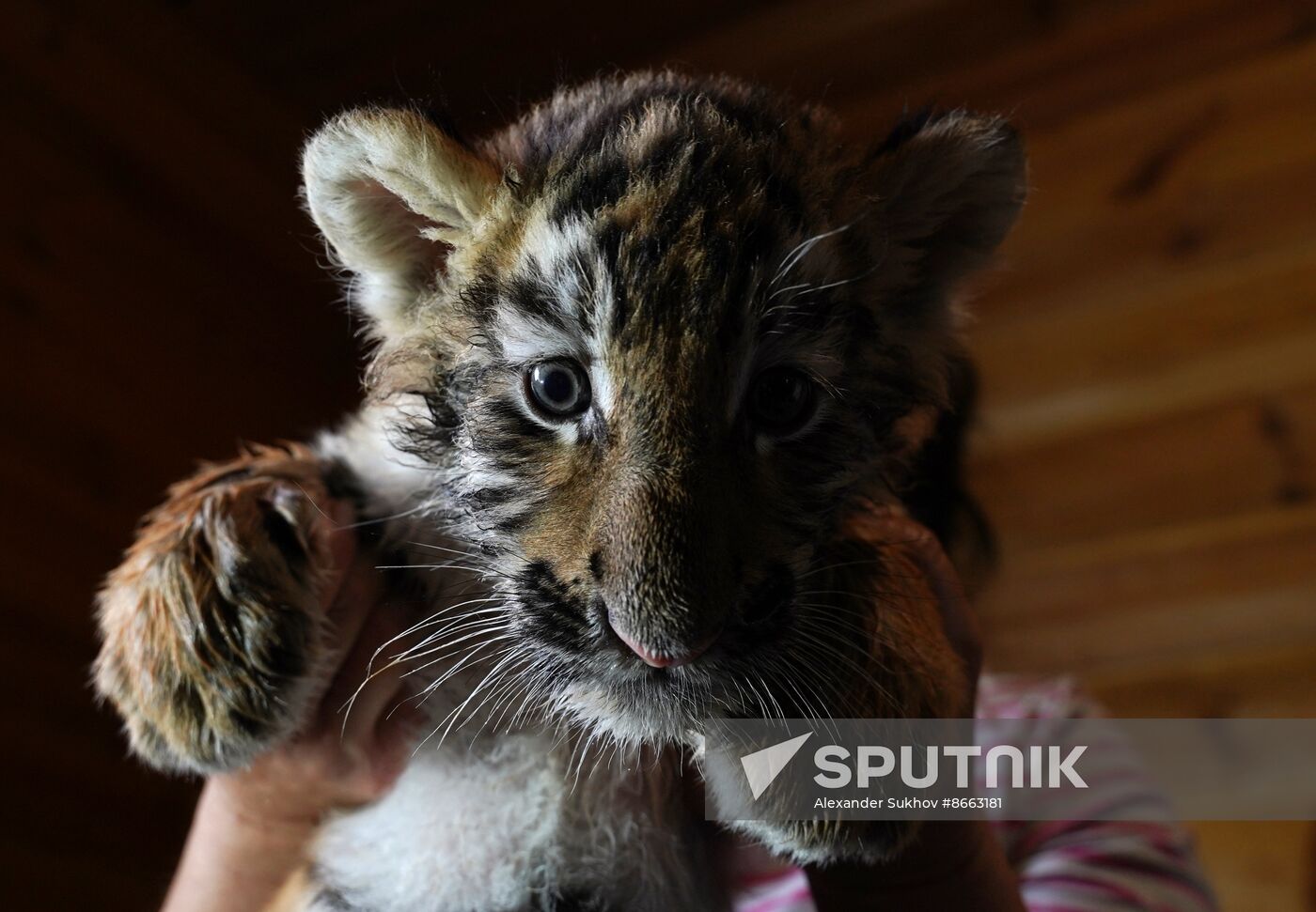 Russia DPR Zoo Tiger Cubs