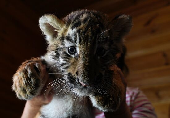 Russia DPR Zoo Tiger Cubs