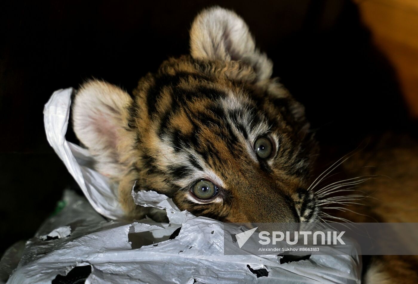 Russia DPR Zoo Tiger Cubs