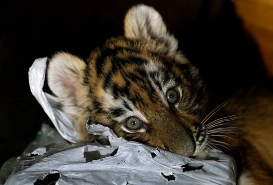 Russia DPR Zoo Tiger Cubs