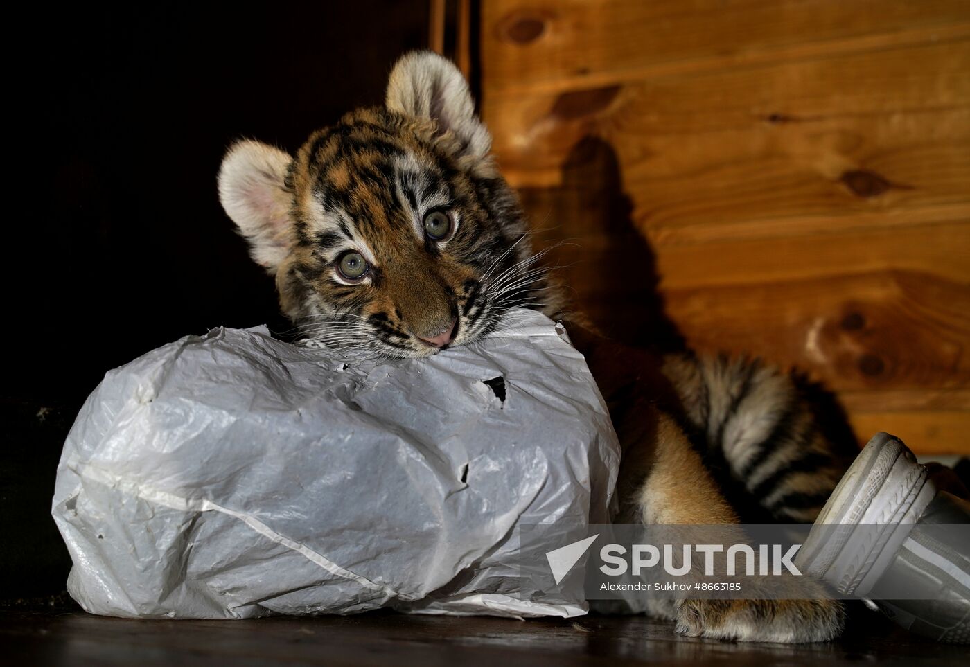 Russia DPR Zoo Tiger Cubs