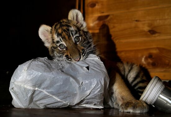 Russia DPR Zoo Tiger Cubs