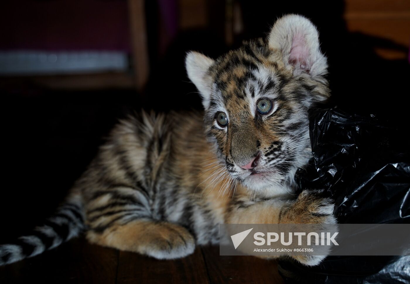 Russia DPR Zoo Tiger Cubs