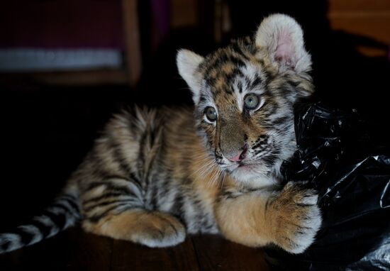 Russia DPR Zoo Tiger Cubs