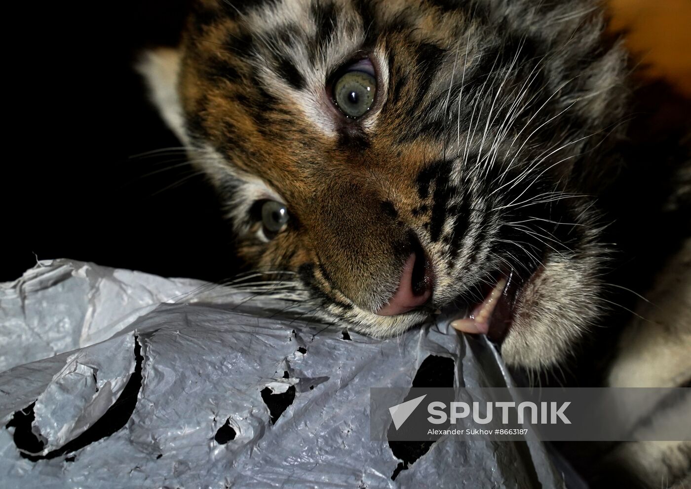 Russia DPR Zoo Tiger Cubs