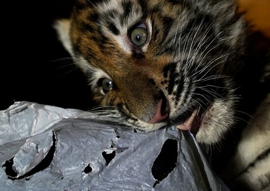 Russia DPR Zoo Tiger Cubs