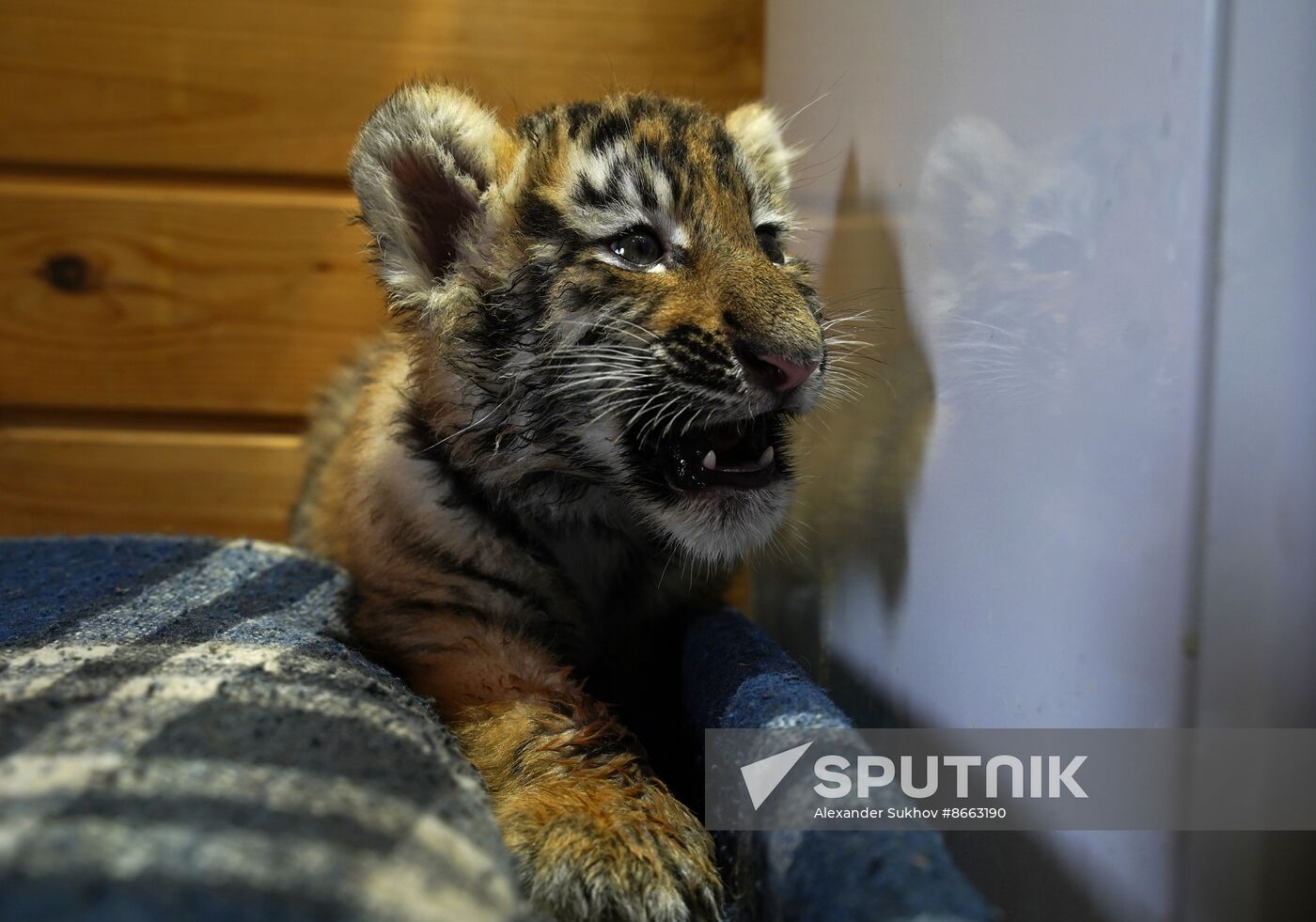 Russia DPR Zoo Tiger Cubs