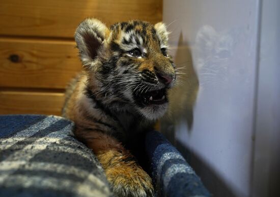 Russia DPR Zoo Tiger Cubs