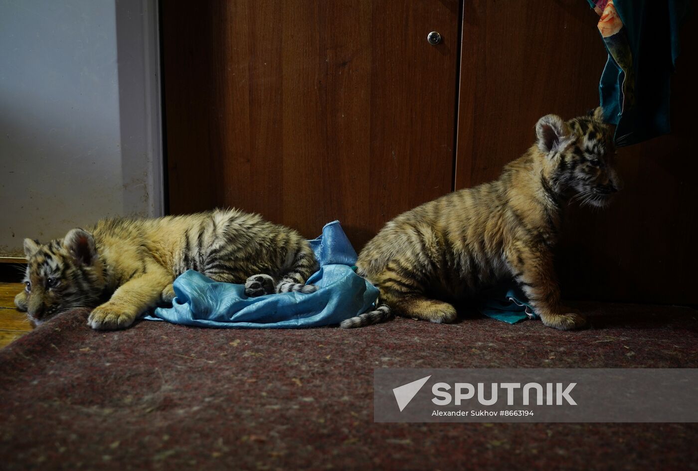 Russia DPR Zoo Tiger Cubs