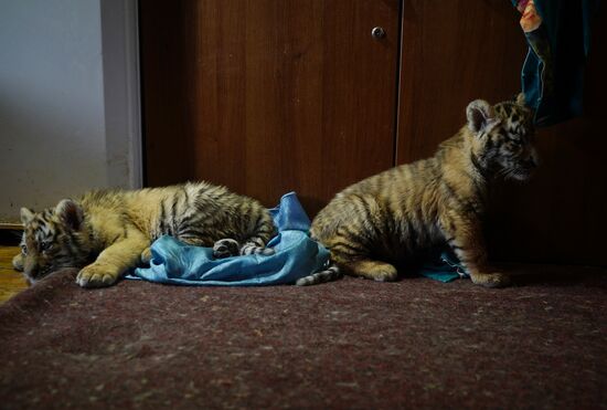 Russia DPR Zoo Tiger Cubs