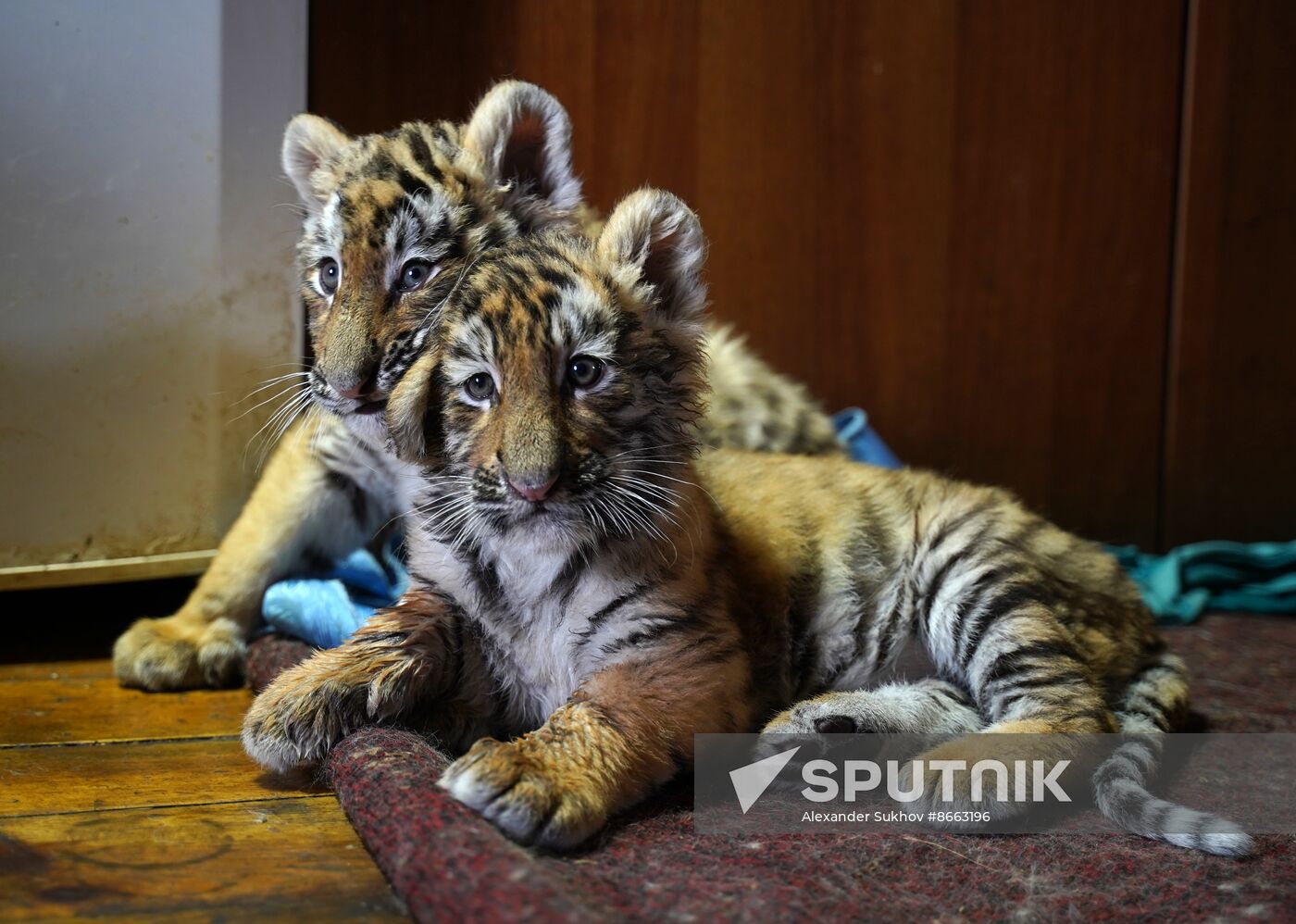 Russia DPR Zoo Tiger Cubs