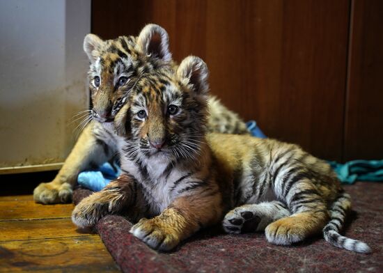 Russia DPR Zoo Tiger Cubs