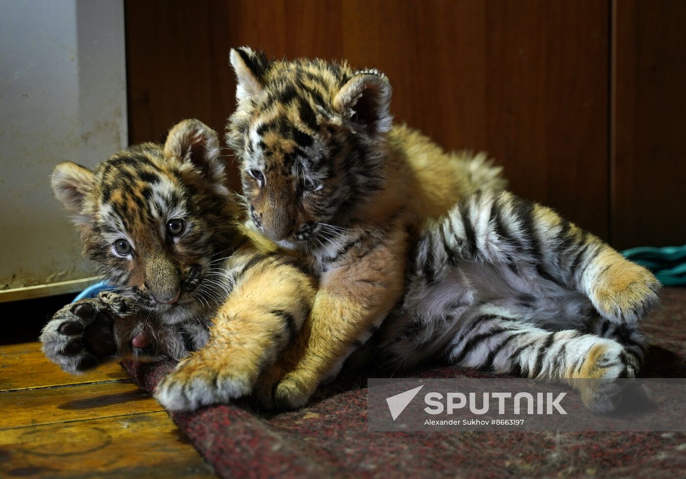 Russia DPR Zoo Tiger Cubs