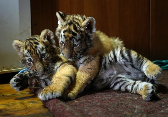 Russia DPR Zoo Tiger Cubs