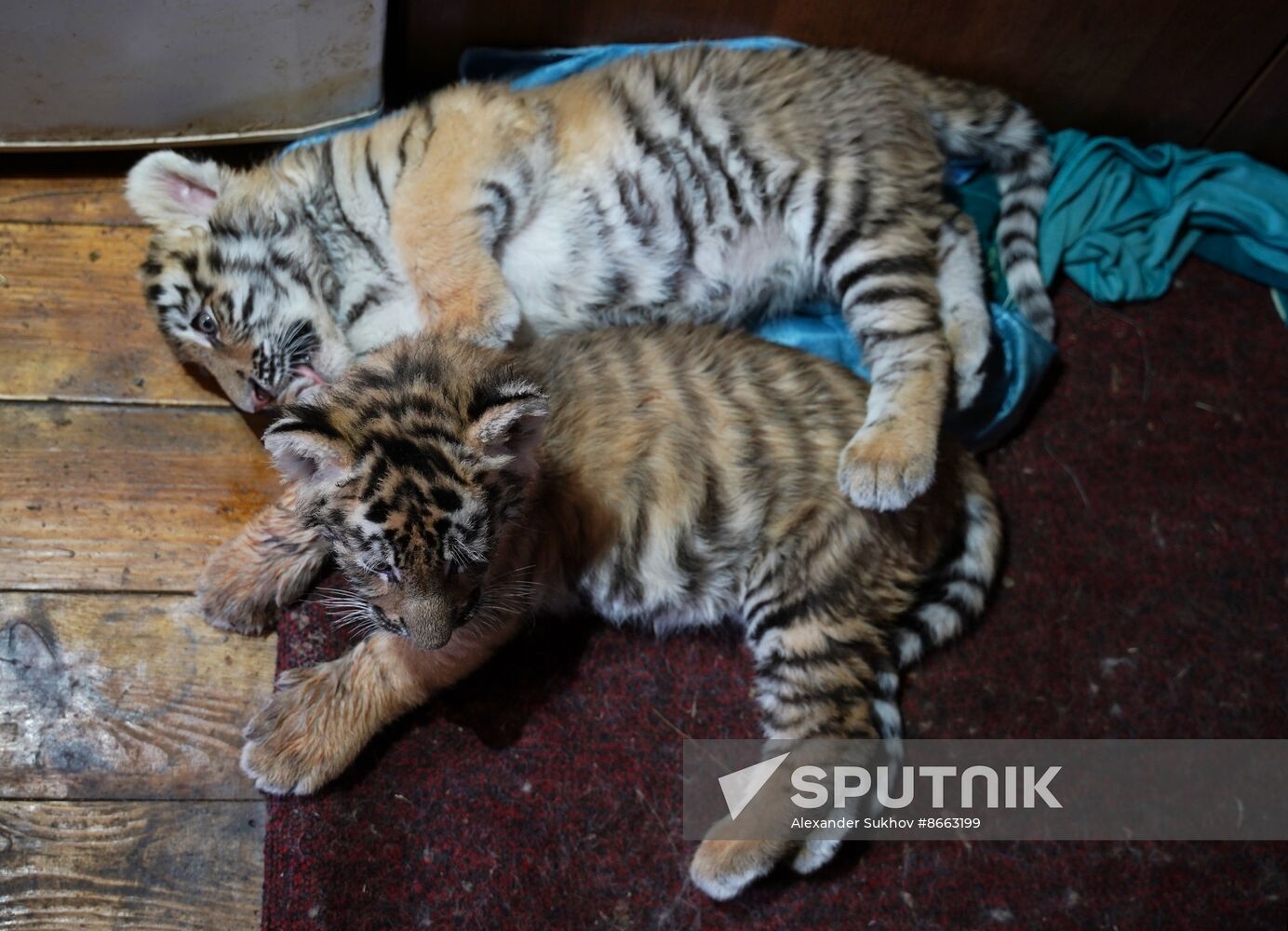 Russia DPR Zoo Tiger Cubs