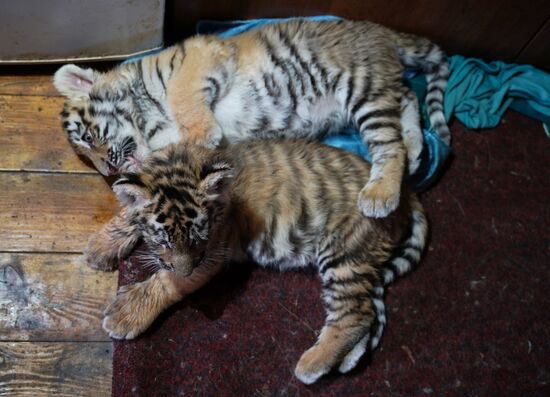 Russia DPR Zoo Tiger Cubs