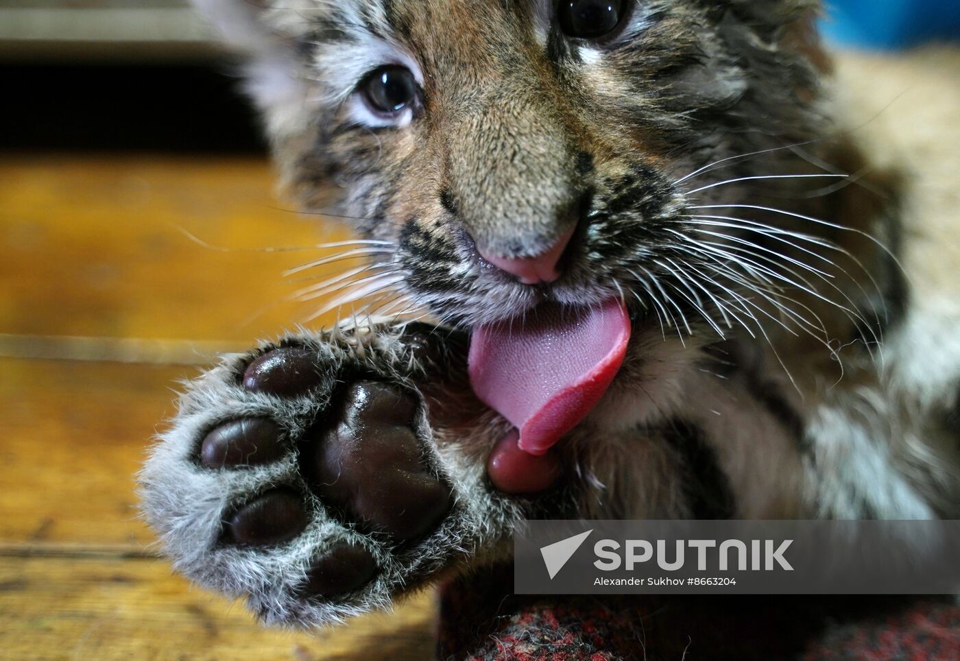 Russia DPR Zoo Tiger Cubs