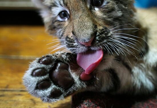 Russia DPR Zoo Tiger Cubs