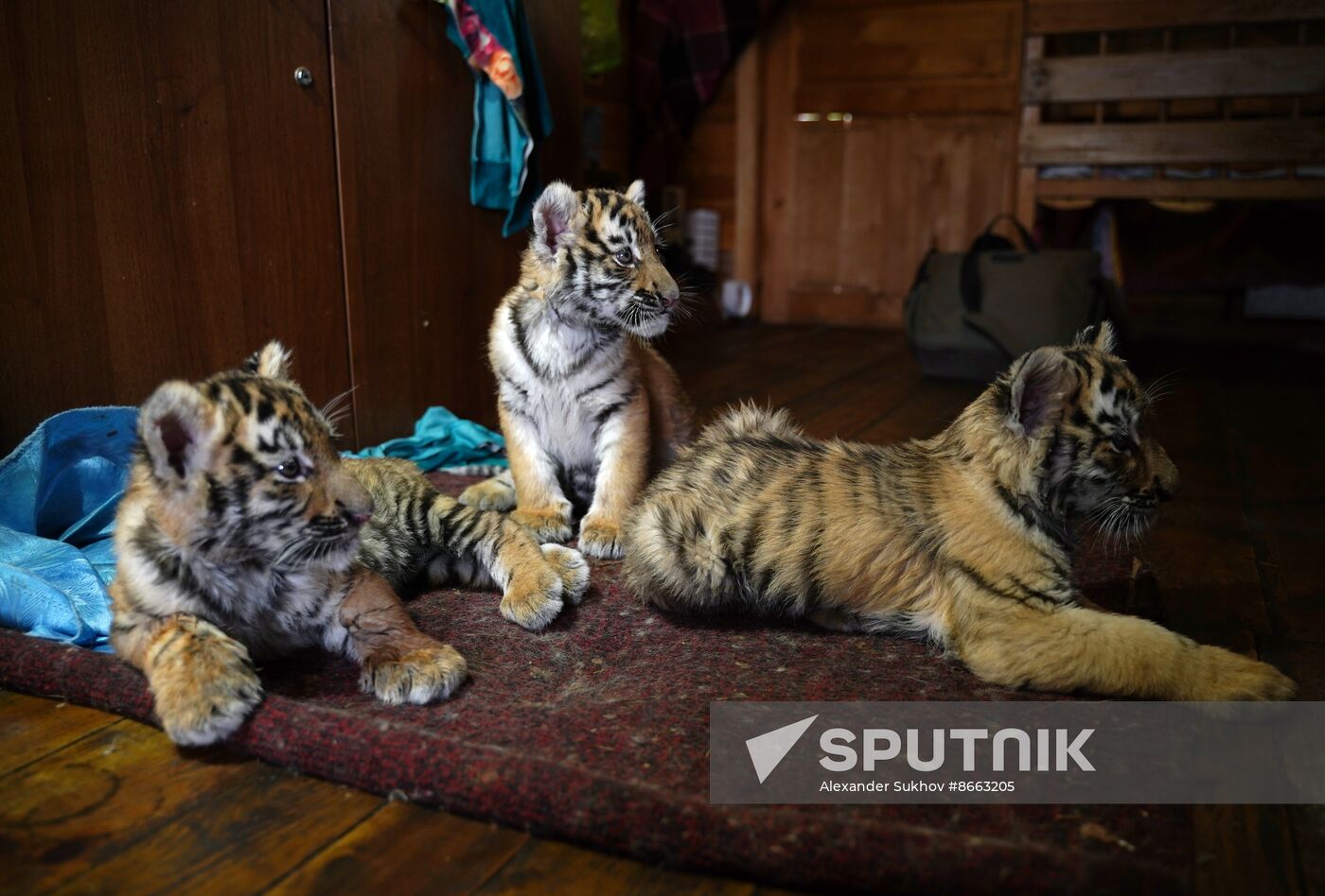 Russia DPR Zoo Tiger Cubs