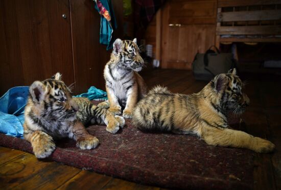 Russia DPR Zoo Tiger Cubs