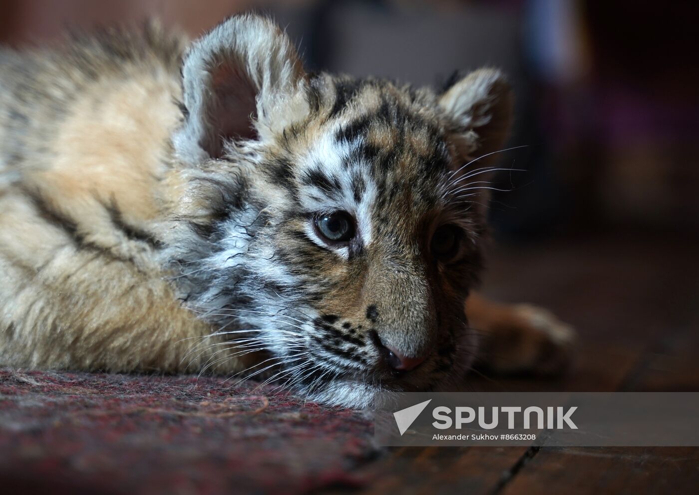 Russia DPR Zoo Tiger Cubs