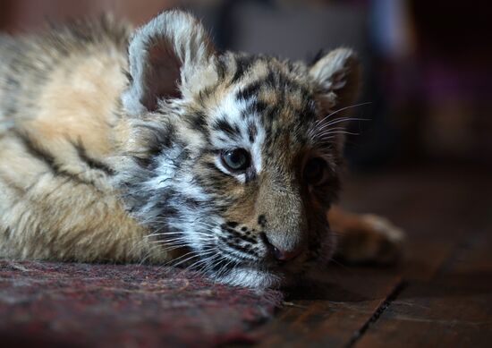 Russia DPR Zoo Tiger Cubs