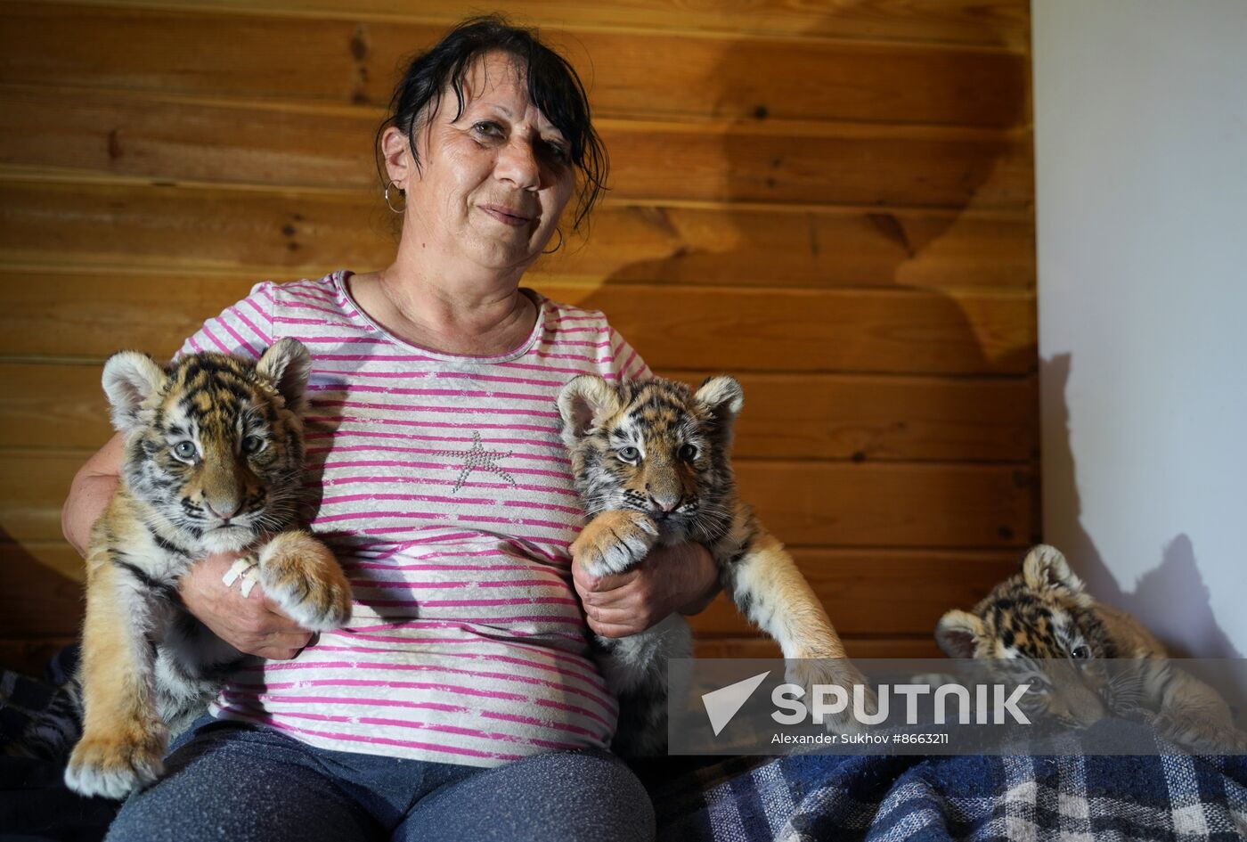 Russia DPR Zoo Tiger Cubs