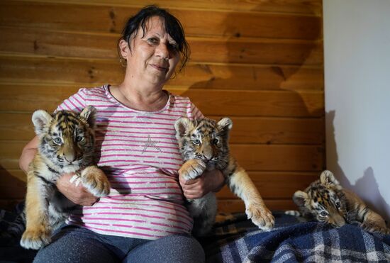 Russia DPR Zoo Tiger Cubs