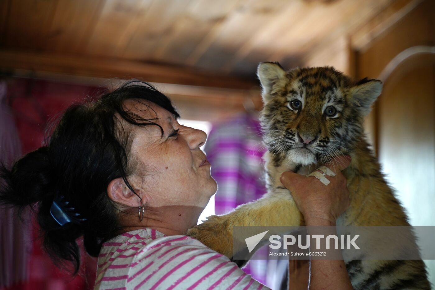 Russia DPR Zoo Tiger Cubs