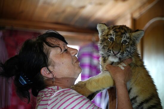 Russia DPR Zoo Tiger Cubs