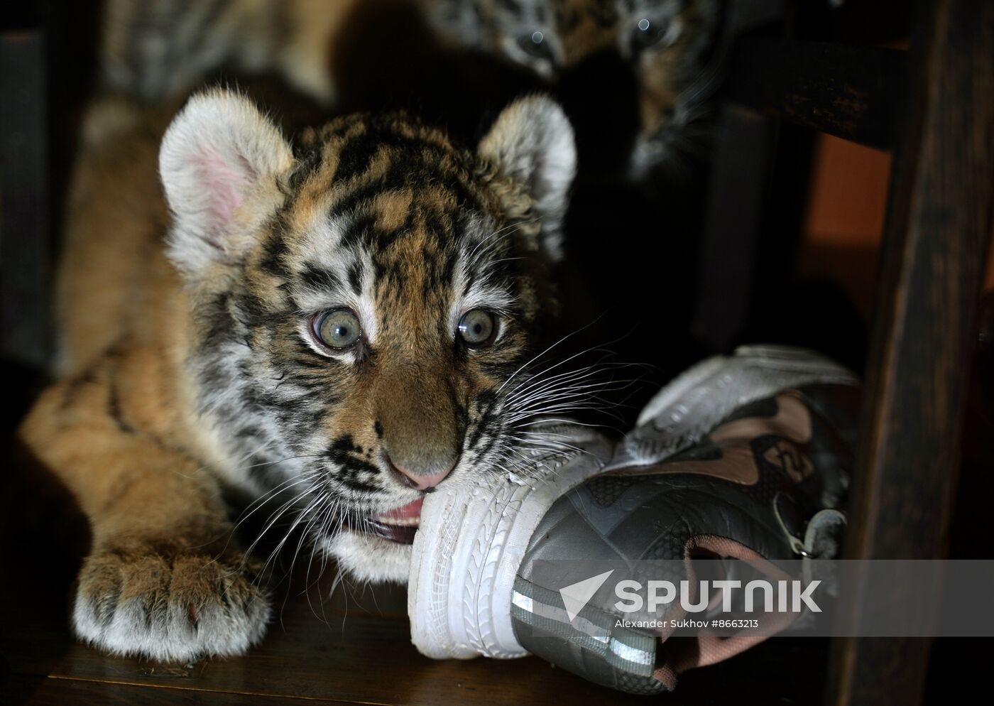 Russia DPR Zoo Tiger Cubs