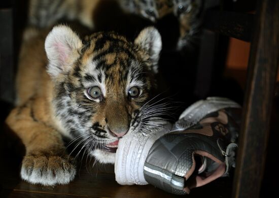 Russia DPR Zoo Tiger Cubs