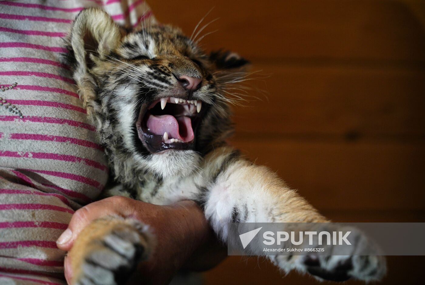 Russia DPR Zoo Tiger Cubs