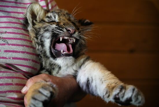 Russia DPR Zoo Tiger Cubs