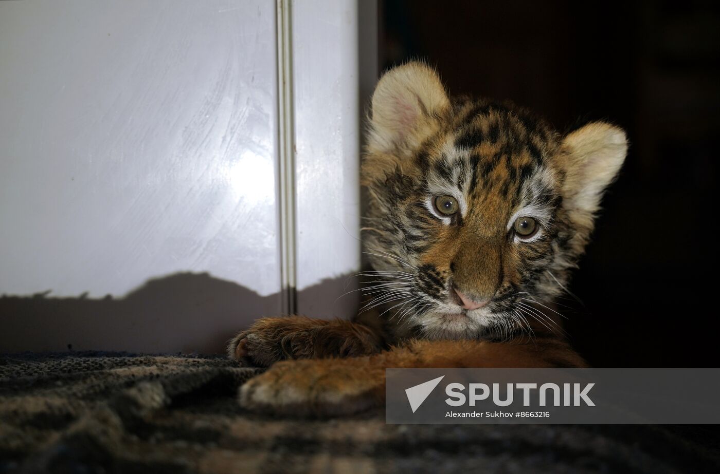 Russia DPR Zoo Tiger Cubs