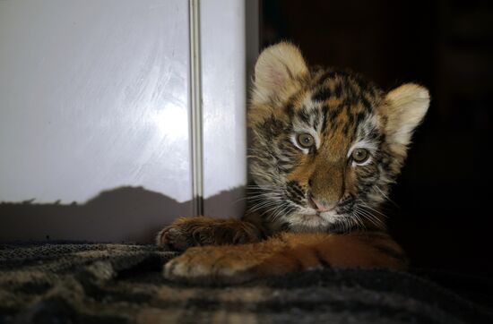 Russia DPR Zoo Tiger Cubs