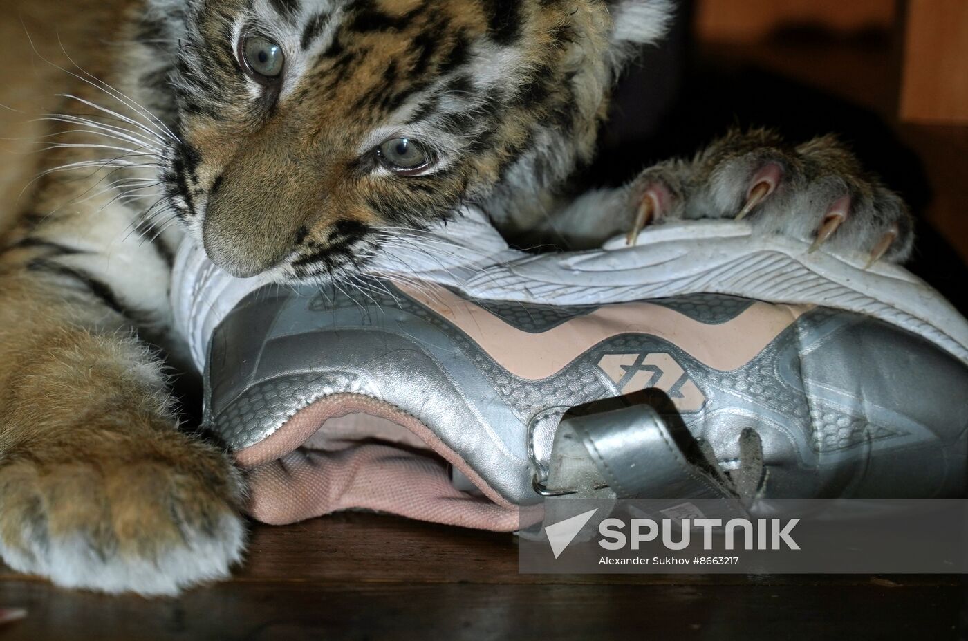 Russia DPR Zoo Tiger Cubs