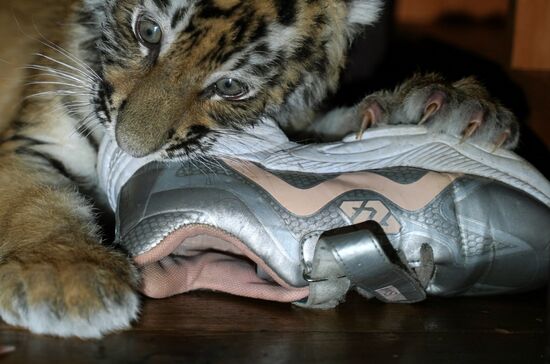 Russia DPR Zoo Tiger Cubs