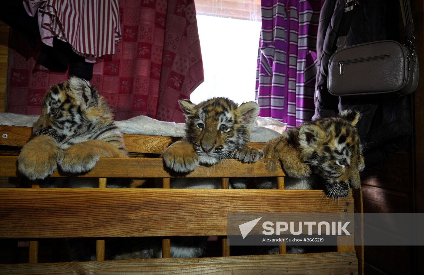 Russia DPR Zoo Tiger Cubs