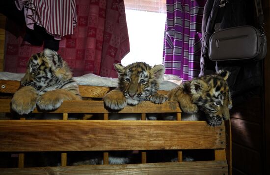 Russia DPR Zoo Tiger Cubs