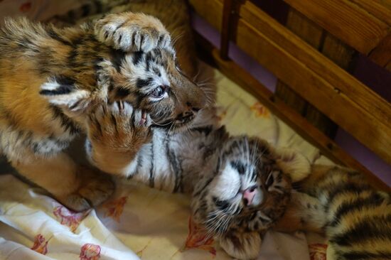 Russia DPR Zoo Tiger Cubs