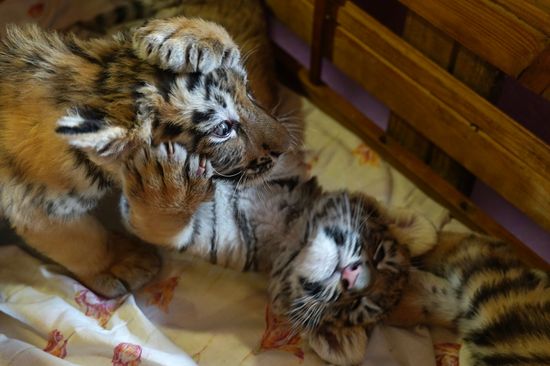 Russia DPR Zoo Tiger Cubs